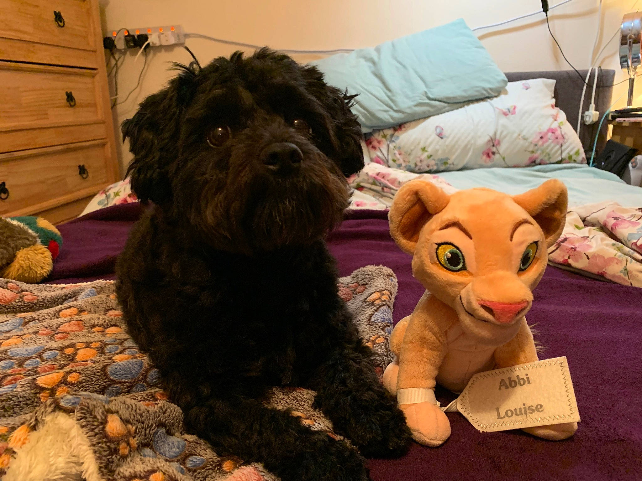 Nala joined the competition — help win amazing prizes! cabinetry, canidae, carnivore, companion_dog, dog, dog_breed, fawn, felidae, fur, lamp, liver, schnauzer, small_terrier, snout, terrier, toy, toy_dog, whiskers, wood, working_animal
