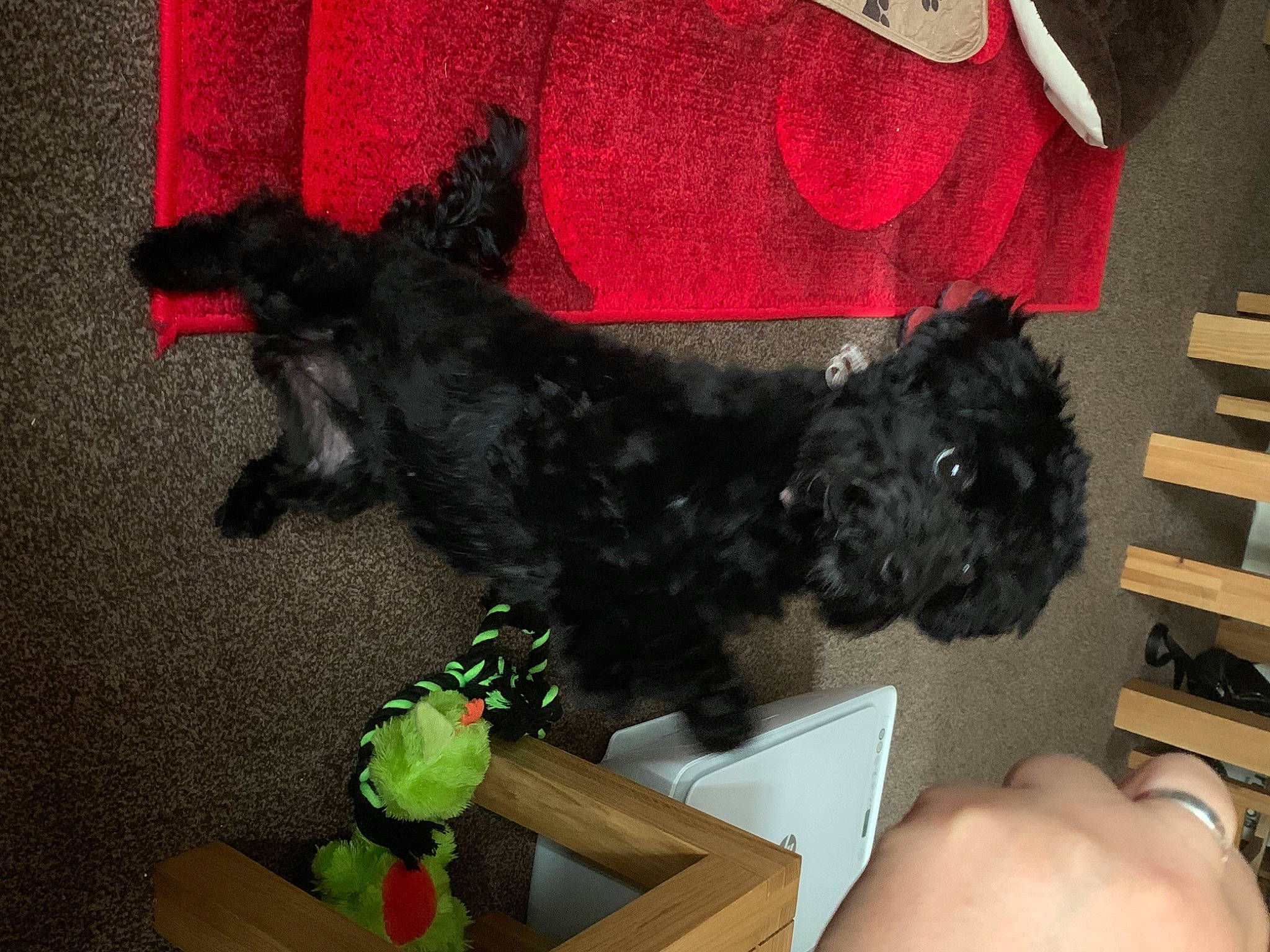 Nala is registered to the contest to win money with this photo: canidae, carmine, carnivore, companion_dog, dog, dog_breed, dog_supply, fur, liver, non_sporting_group, puppy, small_terrier, snout, sporting_group, tail, terrier, toy, toy_dog, water_dog, working_animal