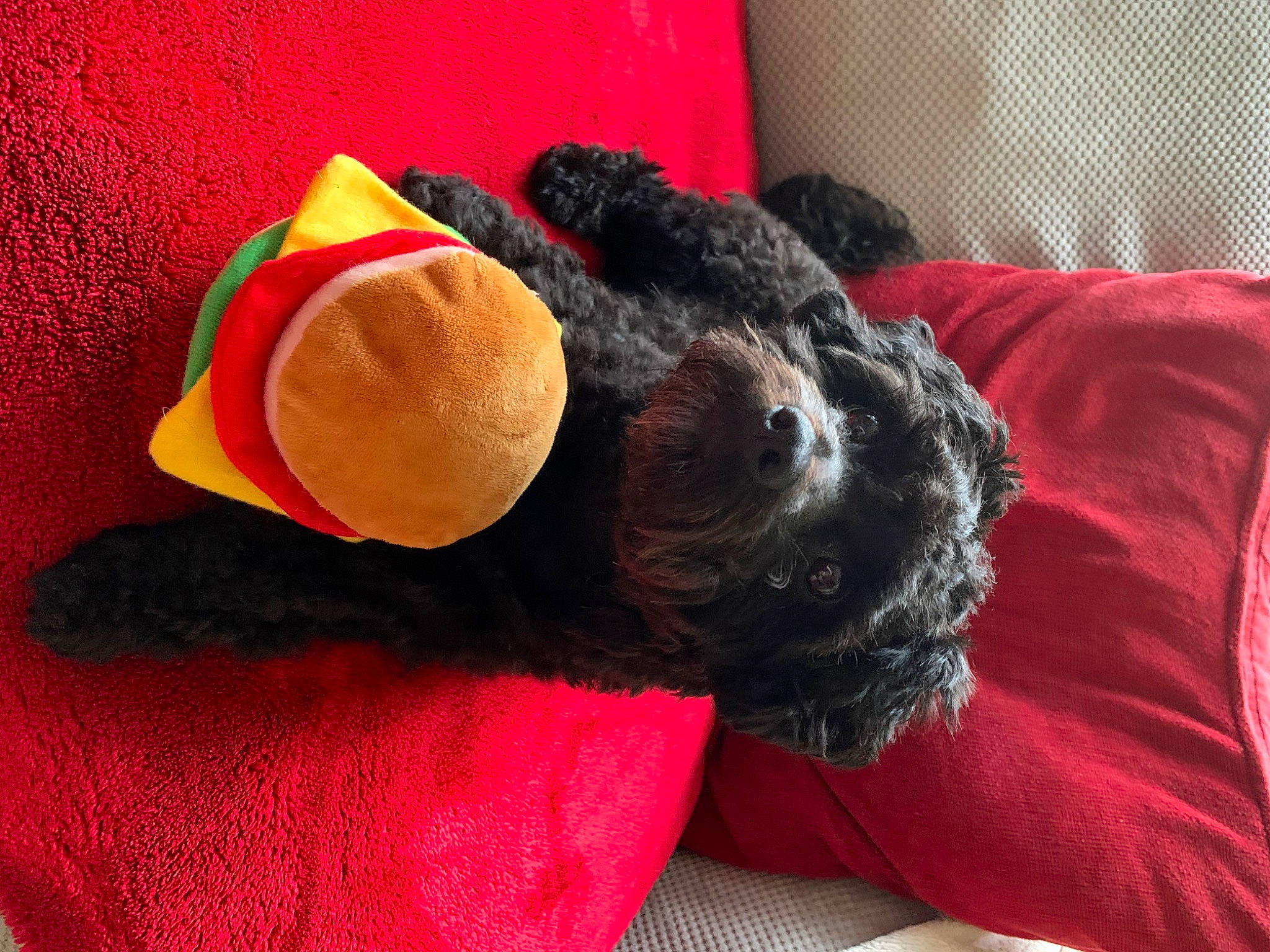 Nala is registered to the contest to win money with this photo: bed, canidae, carmine, carnivore, comfort, companion_dog, couch, dog, dog_breed, fawn, fur, linens, mammal, red, snout, sporting_group, tail, teddy_bear, toy, wool