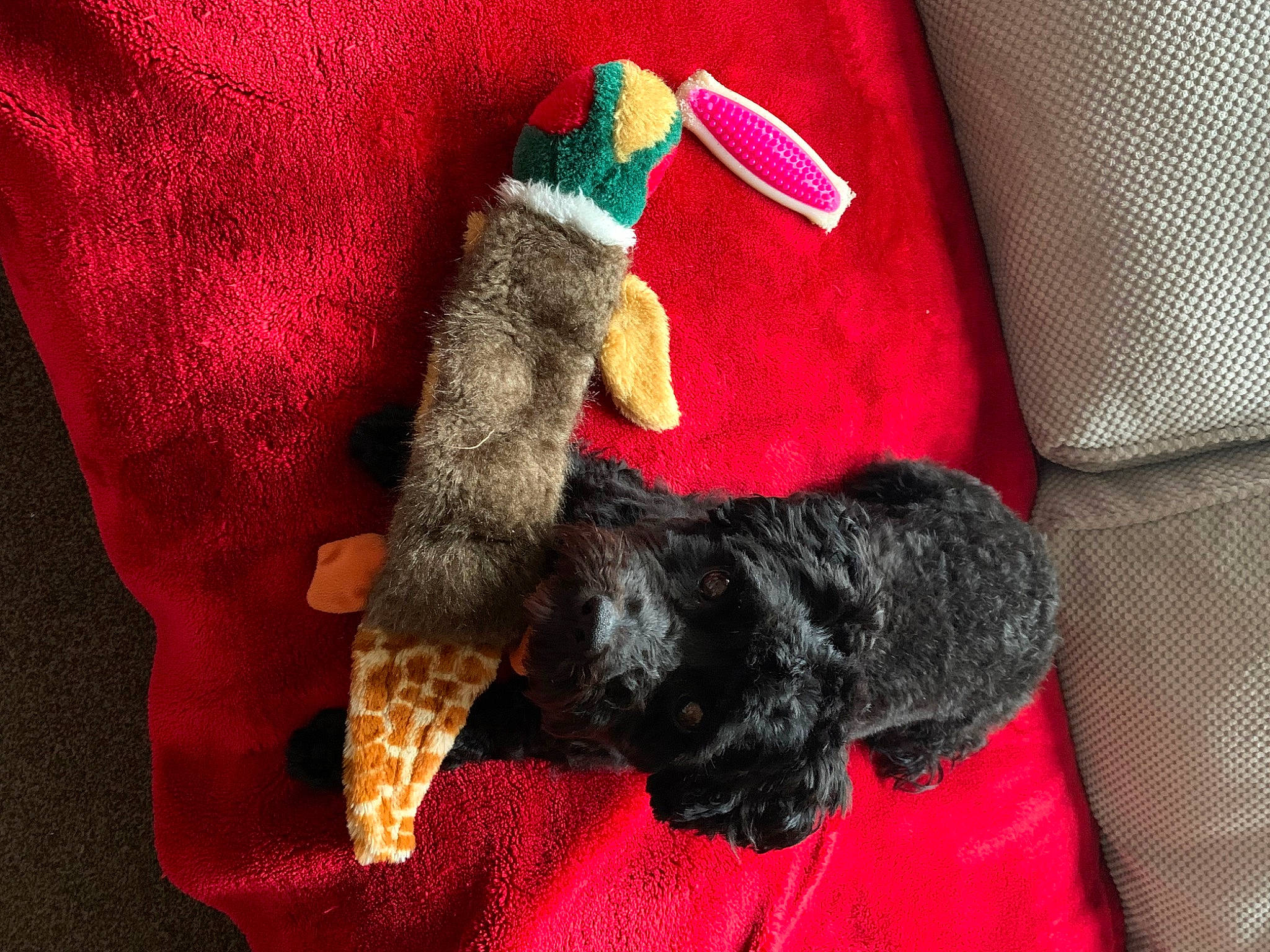 Nala is registered to the contest to win money with this photo: carmine, carnivore, companion_dog, dog, dog_breed, fashion_accessory, fawn, fur, gesture, linens, nail, pattern, plush, stuffed_toy, tail, terrier, textile, toy, wool, working_animal