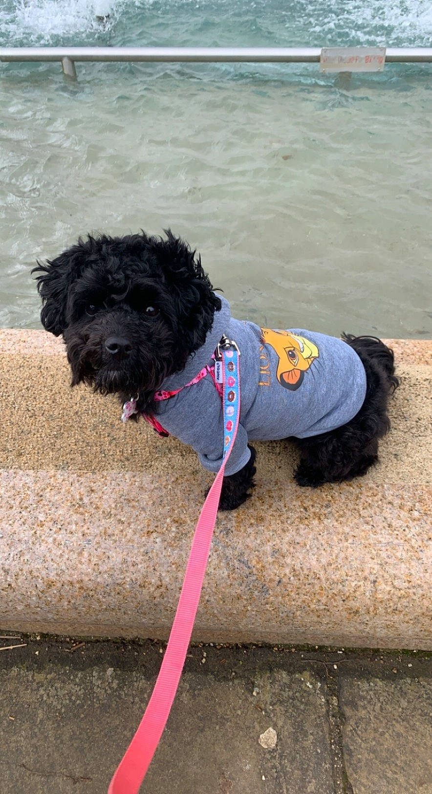 Nala is registered to the contest to win money with this photo: canidae, carnivore, collar, companion_dog, dog, dog_breed, dog_clothes, dog_collar, dog_supply, electric_blue, leash, pet_supply, poodle, snout, sporting_group, terrier, toy_dog, water, water_dog, working_animal