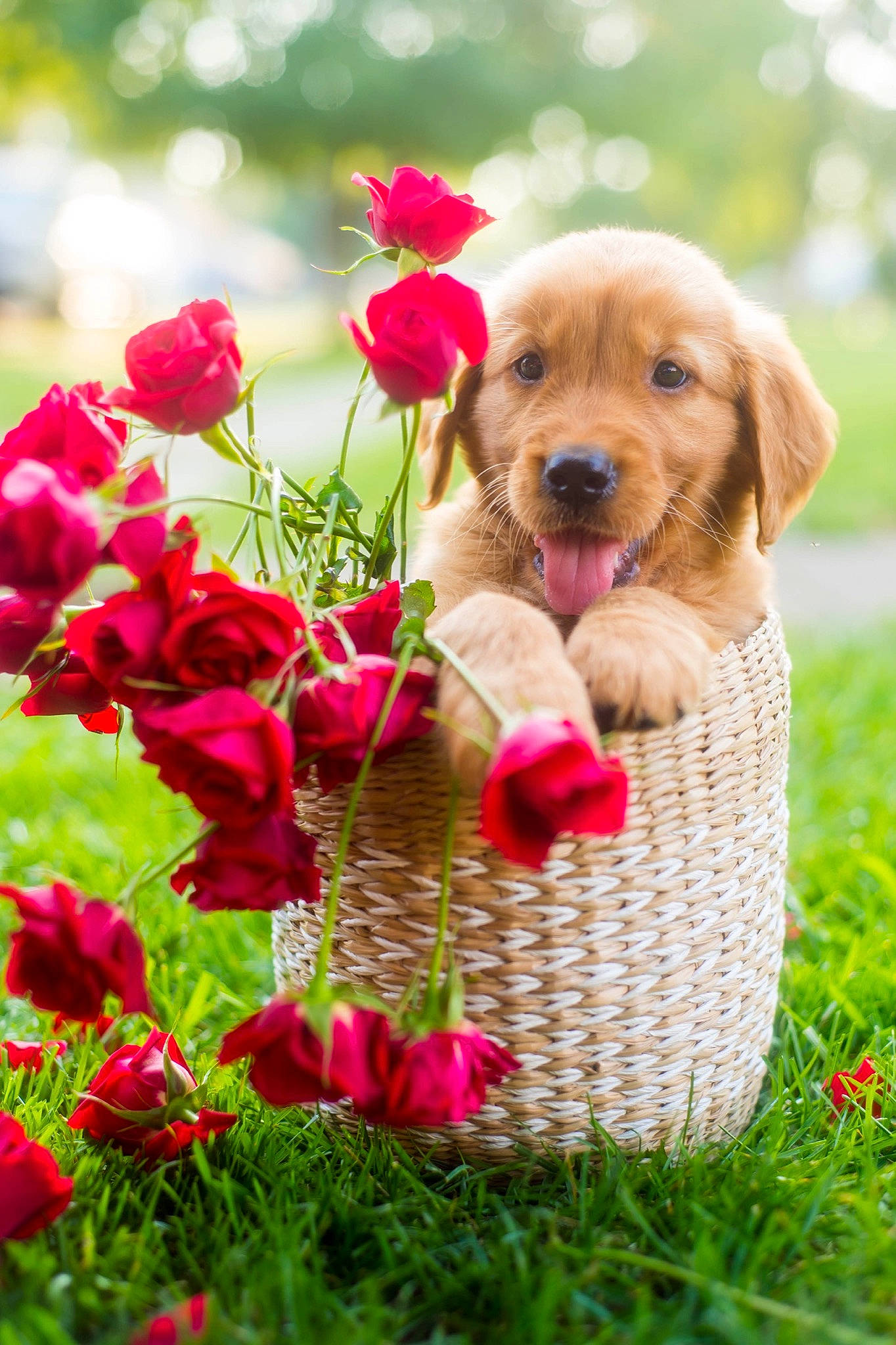 Rosy is registered to the contest to win money with this photo: basket, carnivore, companion_dog, dog, dog_breed, fawn, flower, flower_arranging, flowering_plant, grass, happy, magenta, petal, picnic_basket, pink, plant, rose, snout, toy, wicker