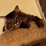 Mako is registered to the contest to win money with this photo: animal, carpeted_cat_tree, cat, claws, closeup, cute, domestic_cat, ears, feline, fluffy, fur, indoors, paws, pet, relaxed, resting, sleepy, tabby, whiskers, wooden_post