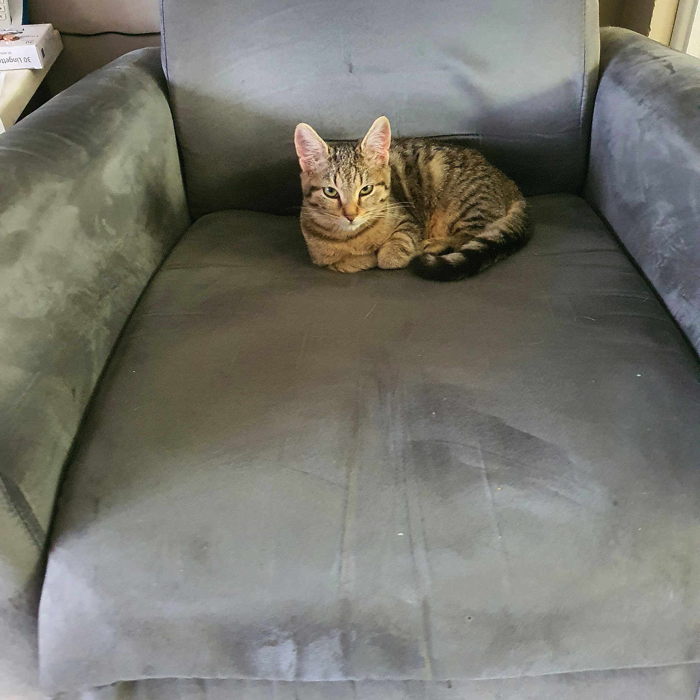 Ziya a rejoint le concours — aidez-le/la à gagner de superbes lots ! animal, armchair, cat, chair, chaise, couch, furniture, pet