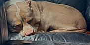 Haven is registered to the contest to win money with this photo: dog, sleeping, leather_couch, indoor, pet, resting, brown_fur, curled_up, close_up, calm, cozy, home, nap, quiet, furniture, relaxation, animal, couch, soft_light, companion