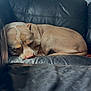 dog, sleeping, leather_couch, indoor, pet, resting, brown_fur, curled_up, close_up, calm, cozy, home, nap, quiet, furniture, relaxation, animal, couch, soft_light, companion