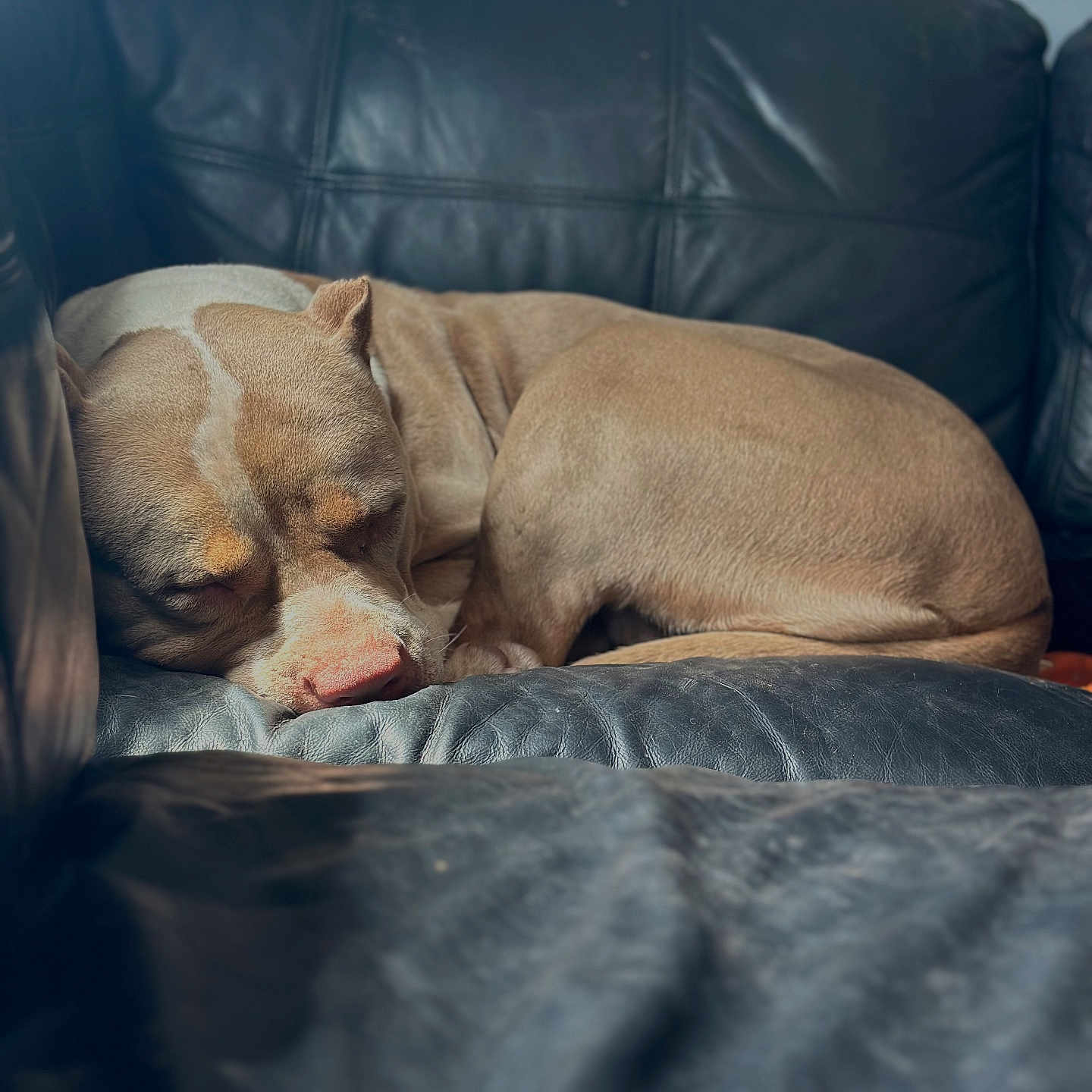 Haven is registered to the contest to win money with this photo: animal, brown_fur, calm, close_up, companion, couch, cozy, curled_up, dog, furniture, home, indoor, leather_couch, nap, pet, quiet, relaxation, resting, sleeping, soft_light