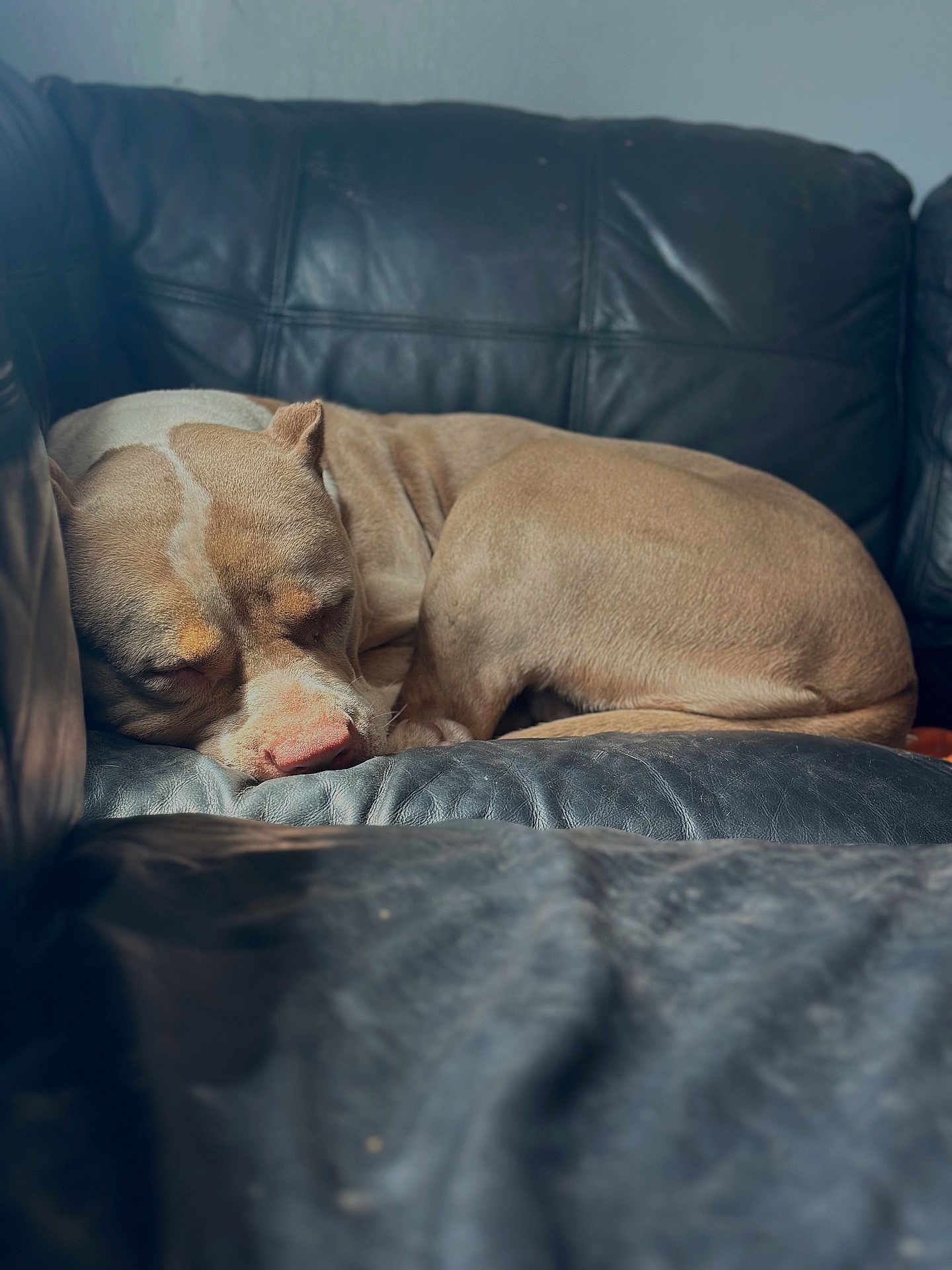 Haven is registered to the contest to win money with this photo: dog, sleeping, leather_couch, indoor, pet, resting, brown_fur, curled_up, close_up, calm, cozy, home, nap, quiet, furniture, relaxation, animal, couch, soft_light, companion