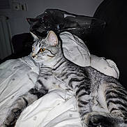 Spinel participe au concours pour gagner de l'argent avec cette photo : cat, tabby_cat, pet, indoor, blanket, white, furniture, resting, animal, domestic_animal, fur, whiskers, paw, cute, sleeping_area, cozy, relaxing, side_view, yellow_eyes, striped