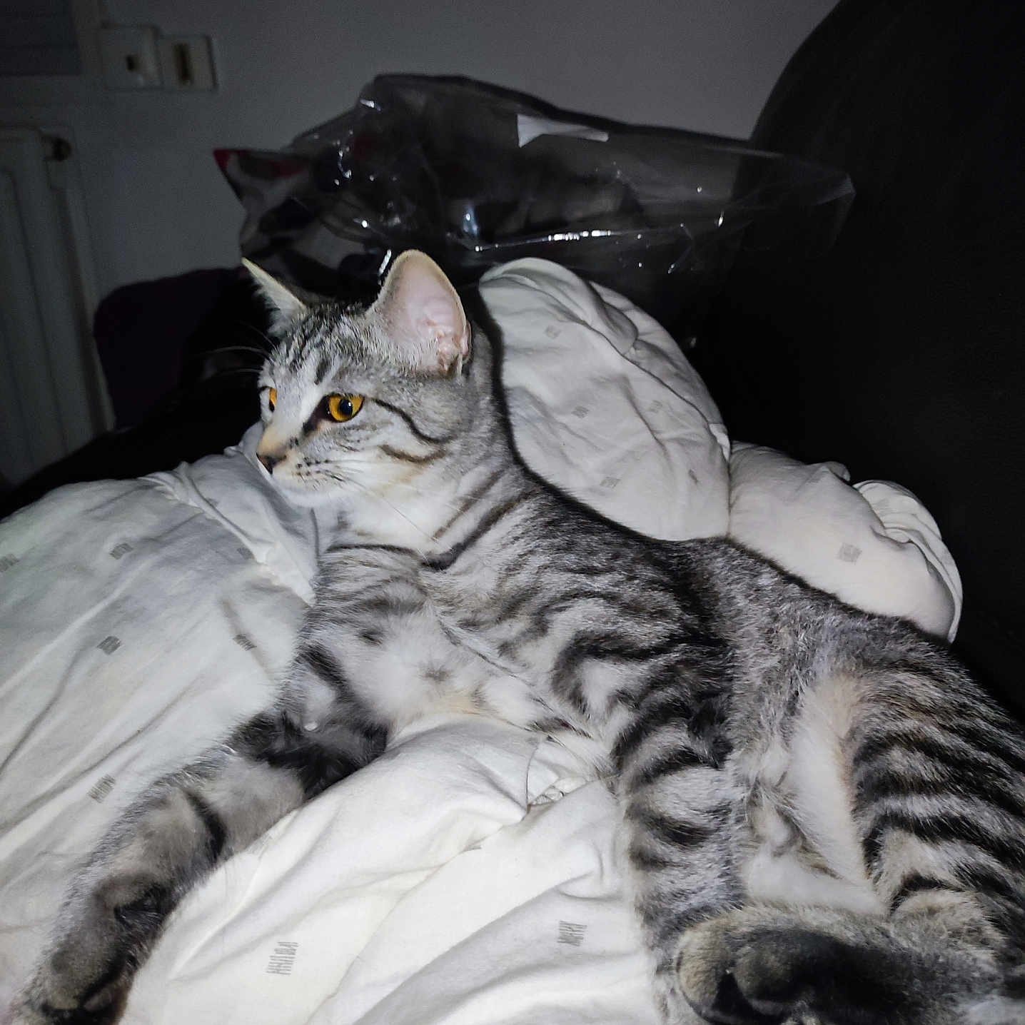 Spinel participe au concours pour gagner de l'argent avec cette photo : animal, blanket, cat, cozy, cute, domestic_animal, fur, furniture, indoor, paw, pet, relaxing, resting, side_view, sleeping_area, striped, tabby_cat, whiskers, white, yellow_eyes