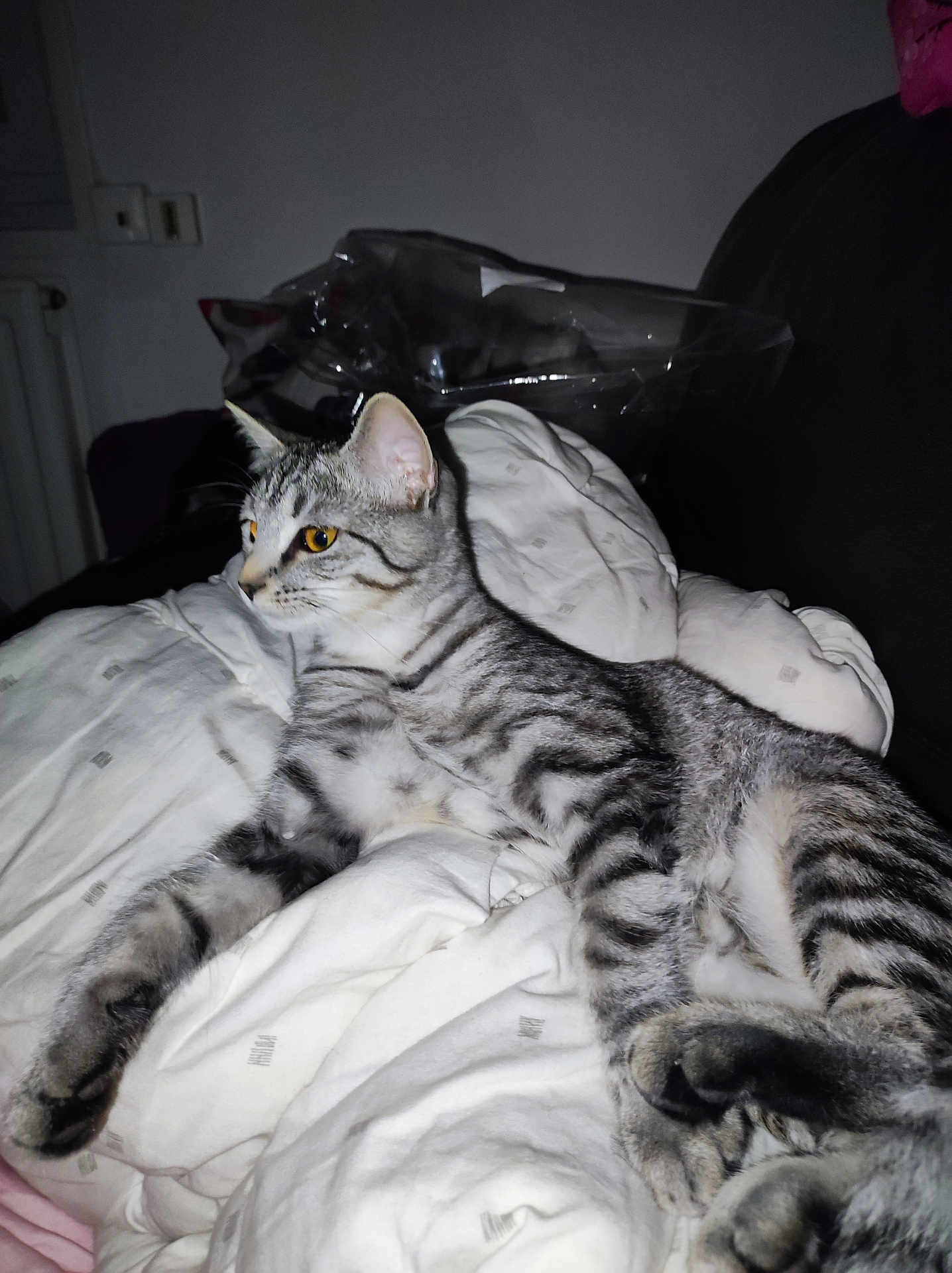 Spinel participe au concours pour gagner de l'argent avec cette photo : cat, tabby_cat, pet, indoor, blanket, white, furniture, resting, animal, domestic_animal, fur, whiskers, paw, cute, sleeping_area, cozy, relaxing, side_view, yellow_eyes, striped