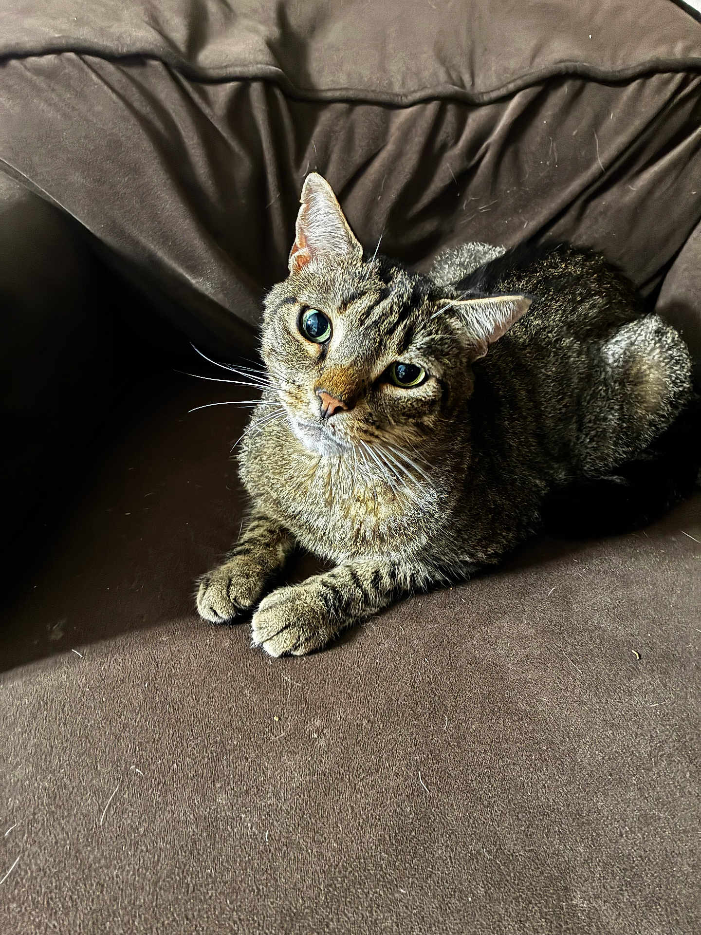 Marco joined the competition — help win amazing prizes! cat, tabby, pet, animal, feline, indoor, couch, brown, fur, whiskers, ears, eyes, paws, relaxed, looking_up, domestic, cute, soft, resting, cozy