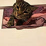 Marco is registered to the contest to win money with this photo: cat, tabby, whiskers, blanket, cozy, indoor, pet, feline, curious, resting, fur, closeup, paw, cute, sleepy, pink, soft, bed, relaxed, animal