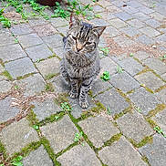 Marco joined the competition — help win amazing prizes! cat, tabby, animal, pet, outdoor, patio, stone, moss, plants, garden, potted_plant, feline, sitting, fur, whiskers, ears, nature, daylight, ground, curious