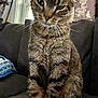 cat, tabby_cat, indoor, couch, furniture, window, curtains, floral_pattern, pet, animal, whiskers, fur, sitting, close_up, domestic_cat, mammal, cute, feline, home, relaxed