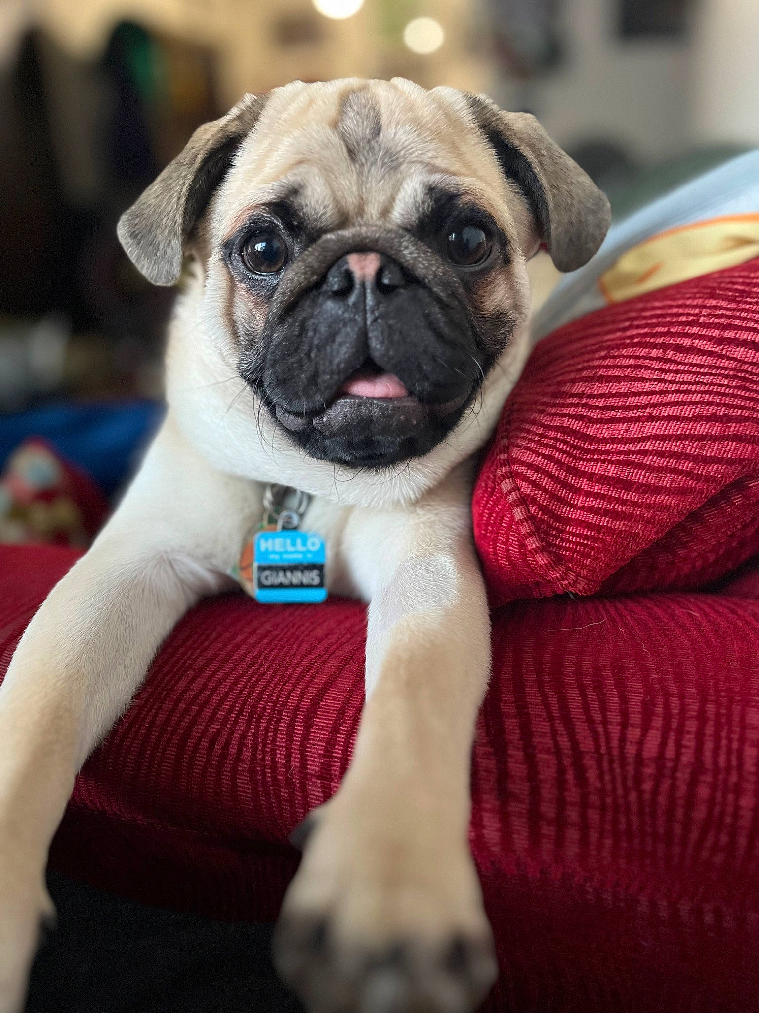 Giannis joined the competition — help win amazing prizes! ancient_dog_breeds, canidae, carnivore, comfort, companion_dog, dog, dog_breed, electric_blue, fawn, fur, non_sporting_group, pug, snout, sporting_group, terrestrial_animal, toy_dog, whiskers, working_animal, wrinkle