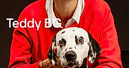Teddy participe au concours pour gagner de l'argent avec cette photo : person, dog, dalmatian, pet, animal, portrait, red_sweater, jeans, short_hair, white_hair, watch, earrings, studio, black_background, sitting, smiling, hand, face, leash, friendly