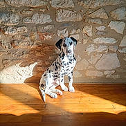 Teddy participe au concours pour gagner de l'argent avec cette photo : dalmatian, puppy, dog, sitting, wooden_floor, stone_wall, sunlight, shadow, indoor, pet, animal, cute, spotty, young_dog, calm, looking_at_camera, domestic_animal, natural_light, texture, floor