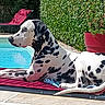 Teddy a rejoint le concours — aidez-le/la à gagner de superbes lots ! dalmatian, dog, pool, outdoor, sunny, greenery, hedge, red_cushion, relaxing, pet, canine, summer, backyard, plant_pot, black_and_white, spot_pattern, resting, leisure, animal, daylight