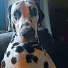 Teddy a rejoint le concours — aidez-le/la à gagner de superbes lots ! dog, dalmatian, spots, pet, animal, close_up, indoor, portrait, looking_back, fur, canine, mammal, black_and_white, ears, face, nose, whiskers, eyes, light, shadow