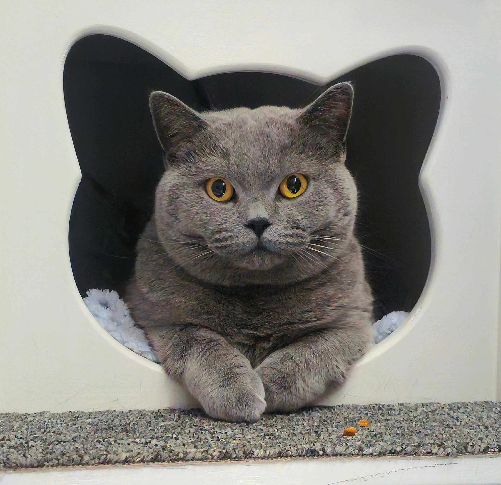 Albus is registered to the contest to win money with this photo: animal, cat, cat_face, cat_house, cozy, cute, cute_pet, domestic_cat, feline, fur, gray_cat, indoors, looking, paws, pet, portrait, relaxed, resting, whiskers, yellow_eyes