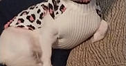 Miss Cotton is registered to the contest to win money with this photo: dog, small_dog, white_dog, pet, sweater, leopard_print, couch, cushion, indoor, relaxed, animal, fur, ears, looking_at_camera, cozy, furniture, patterned, domestic, companion, resting