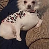 animal, companion, couch, cozy, cushion, dog, domestic, ears, fur, furniture, indoor, leopard_print, looking_at_camera, patterned, pet, relaxed, resting, small_dog, sweater, white_dog