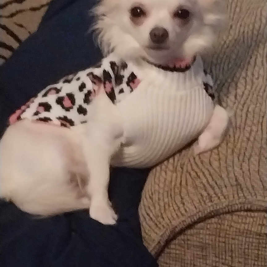 Miss Cotton is registered to the contest to win money with this photo: dog, small_dog, white_dog, pet, sweater, leopard_print, couch, cushion, indoor, relaxed, animal, fur, ears, looking_at_camera, cozy, furniture, patterned, domestic, companion, resting