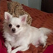 Miss Cotton joined the competition — help win amazing prizes! dog, chihuahua, small_dog, white_dog, pet, indoor, blanket, red_blanket, brown_blanket, fur, animal, cute, lying_down, relaxed, canine, ears, tail, bed, cozy, companion