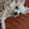 Miss Cotton joined the competition — help win amazing prizes! dog, small_dog, white_dog, blanket, cozy, pet, cute, indoor, resting, fur, animal, lying_down, texture, snug, curious, ears, face, paw, soft, comfort
