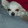 Miss Cotton is registered to the contest to win money with this photo: dog, small_dog, white_dog, chihuahua, pet, sleepy, resting, pillow, blanket, indoors, cozy, fur, animal, cute, relaxed, face, ear, bed, comfort, closeup