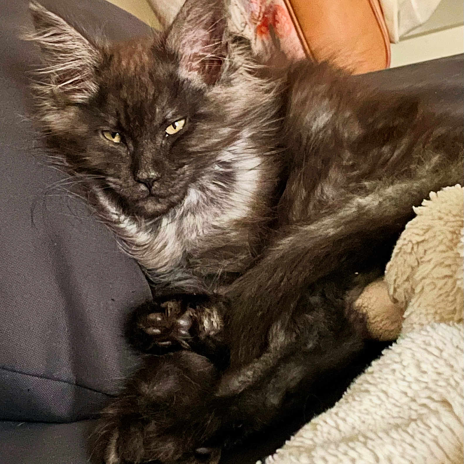 Zèlda a rejoint le concours — aidez-le/la à gagner de superbes lots ! abyssinian, angora, animal, architecture, armchair, blanket, building, canine, cat, chair, couch, cushion, furniture, homedecor, indoors, kitten, livingroom, manx, pet, room