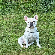 Rufus joined the competition — help win amazing prizes! dog, french_bulldog, white_dog, pet, grass, outdoor, animal, canine, collar, chain, sitting, nature, greenery, mammal, portrait, cute, alert, domestic_animal, fur, ears