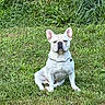 dog, french_bulldog, white_dog, pet, grass, outdoor, animal, canine, collar, chain, sitting, nature, greenery, mammal, portrait, cute, alert, domestic_animal, fur, ears