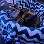 cat, calico_cat, blanket, zigzag_pattern, chevron, fur, whiskers, eye_contact, plush_blanket, pet_bed, indoor, cozy, relaxed, sitting, portrait, home_interior, furniture, soft_texture, pet, tabby
