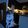 Tip is registered to the contest to win money with this photo: cat, feline, pet, calico, longhair, collar, whiskers, chair, wooden_chair, kitchen, countertop, microwave, stove, cabinets, indoors, low_light, night, portrait, sitting, curious