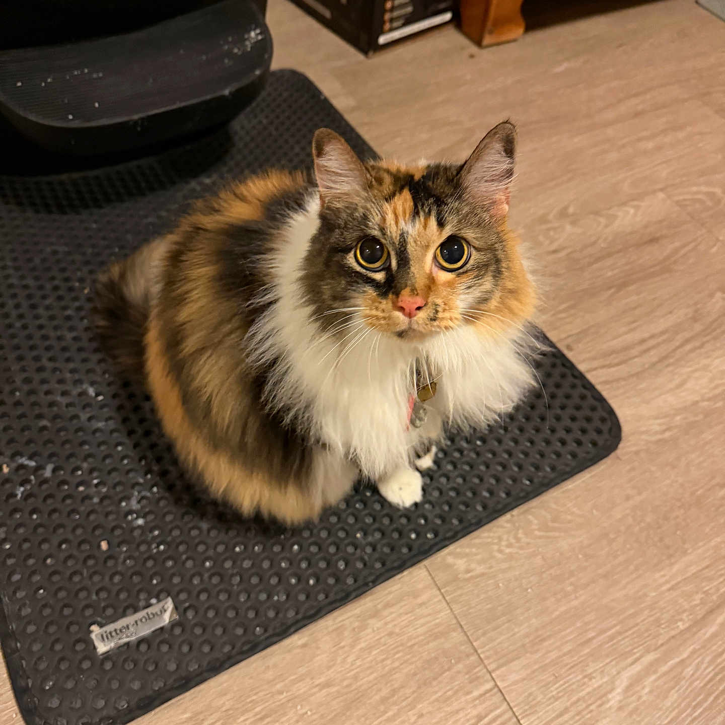 Tip is registered to the contest to win money with this photo: cabinet, calico_cat, cardboard_box, cat, collar, curious, fluffy_fur, hardwood_floor, indoor, long_hair, looking_up, mat, paws, pet, pet_tag, sitting, textured_mat, tidy_cats_box, whiskers, wide_eyes