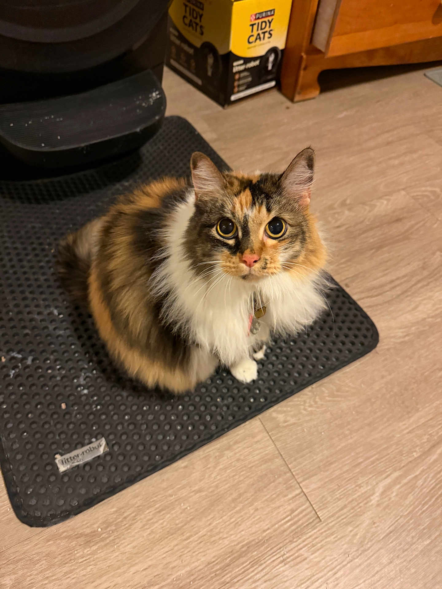 Tip is registered to the contest to win money with this photo: cat, calico_cat, long_hair, fluffy_fur, mat, textured_mat, hardwood_floor, cardboard_box, tidy_cats_box, cabinet, collar, pet_tag, whiskers, paws, sitting, looking_up, wide_eyes, indoor, pet, curious