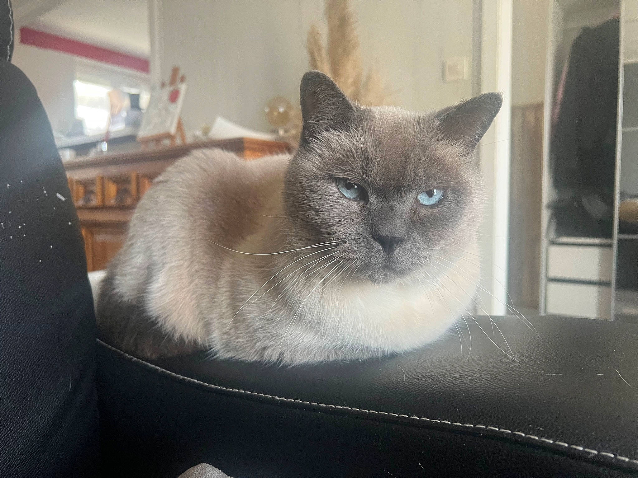 Sirius a rejoint le concours — aidez-le/la à gagner de superbes lots ! birman, box, carnivore, cat, cat_supply, comfort, domestic_short_haired_cat, felidae, fur, grey, siamese, small_to_medium_sized_cats, snout, whiskers