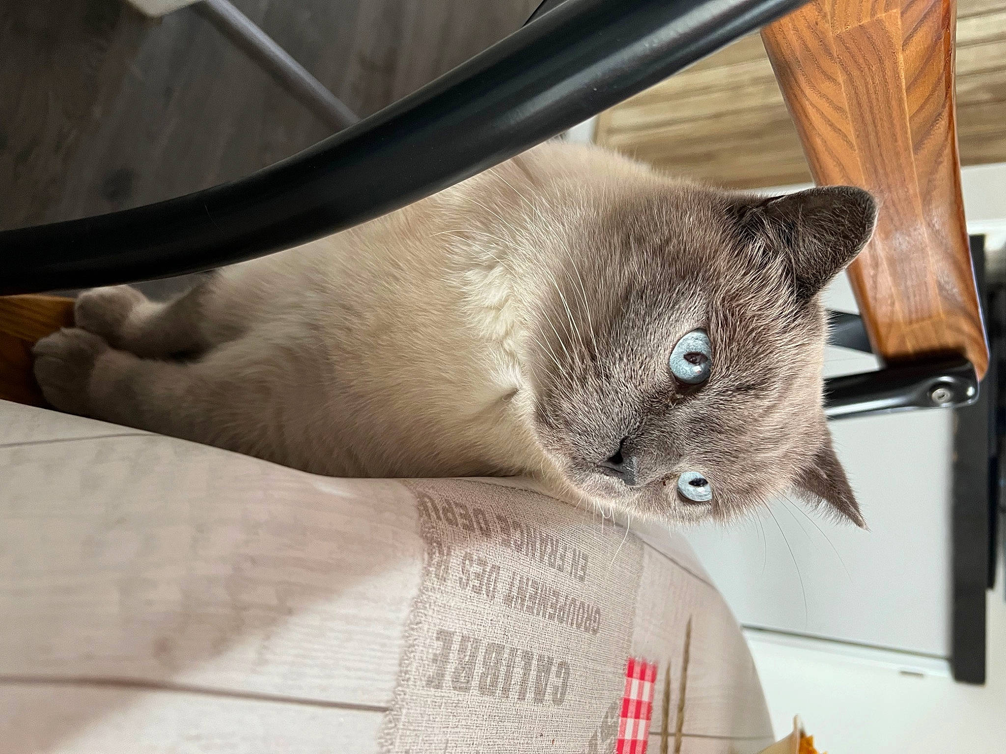 Sirius a rejoint le concours — aidez-le/la à gagner de superbes lots ! carnivore, cat, cat_supply, comfort, domestic_short_haired_cat, fawn, felidae, fur, small_to_medium_sized_cats, tail, whiskers, window