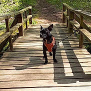 Blackjack joined the competition — help win amazing prizes! dog, small_dog, black_dog, harness, leash, wooden_bridge, bridge, forest, path, outdoors, sunlight, shadow, standing, alert, ears_up, pet, nature, trees, grass, trail