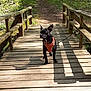 dog, small_dog, black_dog, harness, leash, wooden_bridge, bridge, forest, path, outdoors, sunlight, shadow, standing, alert, ears_up, pet, nature, trees, grass, trail