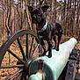 dog, black_dog, cannon, wheel, wagon_wheel, forest, trees, leash, collar, paws, muzzle, animal, outdoors, nature, metal, historical, park, tree_bark, leaves, standing
