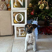 Noé a rejoint le concours — aidez-le/la à gagner de superbes lots ! puppy, dog, christmas_tree, holiday_decorations, balloons, festive, living_room, tiled_floor, reindeer_figure, noel_boxes, lights, ornaments, indoor, decor, cute, sitting, christmas, seasonal, home, festivity