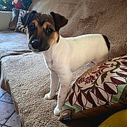 Noé a rejoint le concours — aidez-le/la à gagner de superbes lots ! animal, brown, christmas_tree, couch, cute, decorations, dog, ears, face, festive, fur, holiday_decor, indoor, patterned_pillow, pet, pillow, puppy, small_dog, tile_floor, white