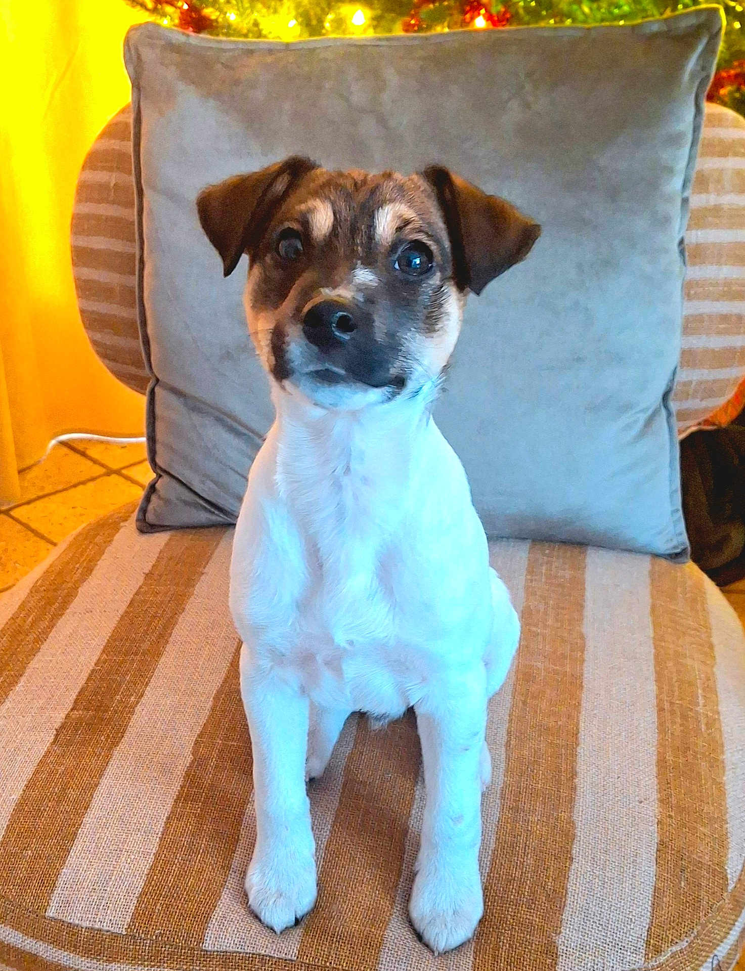 Noé a rejoint le concours — aidez-le/la à gagner de superbes lots ! puppy, dog, pet, cute, sitting, chair, cushion, striped, indoor, brown, white, face, ears, floor, tile, pillow, home, young, fur, animal