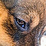 Noé a rejoint le concours — aidez-le/la à gagner de superbes lots ! animal, brown, canine, close_up, detail, dog, domestic, eye, face, focus, fur, looking, macro, mammal, nature, pet, portrait, snout, texture, whiskers