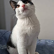 Yucki participe au concours pour gagner de l'argent avec cette photo : abyssinian, angora, animal, blanket, bodypart, cat, clothing, face, head, jeans, kitten, manx, mouth, pants, person, pet, photography, portrait, siamese, white