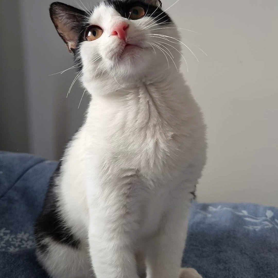 Yucki participe au concours pour gagner de l'argent avec cette photo : abyssinian, angora, animal, blanket, bodypart, cat, clothing, face, head, jeans, kitten, manx, mouth, pants, person, pet, photography, portrait, siamese, white