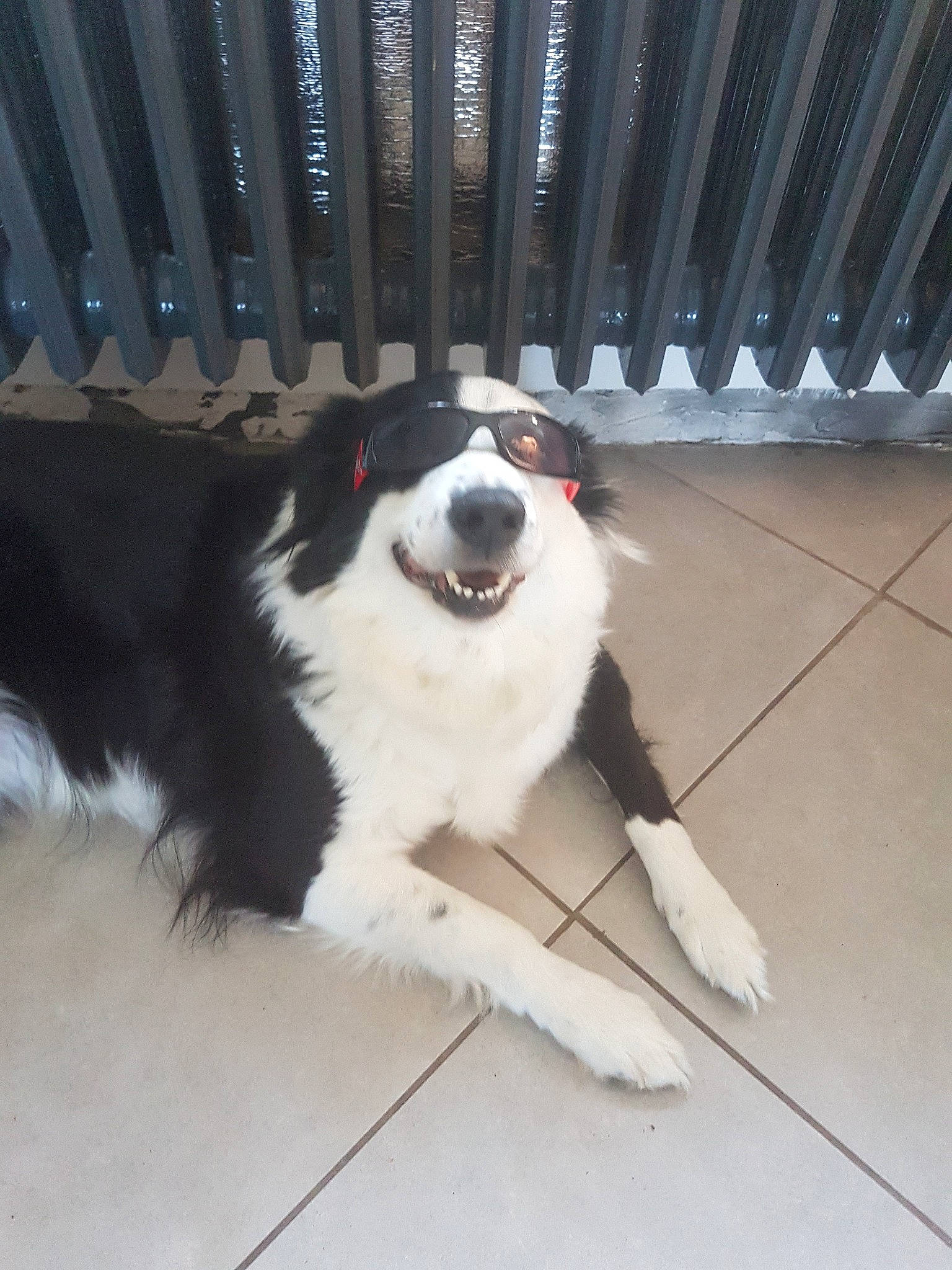 Dixi participe au concours pour gagner de l'argent avec cette photo : australian_collie, australian_shepherd, border_collie, bucovina_shepherd_dog, canidae, carnivore, companion_dog, dog, dog_breed, english_shepherd, herding_dog, karakachan_dog, mammal, mucuchies, rare_breed_dog, sporting_group, tornjak, vertebrate, working_dog